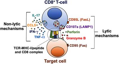 CD8+ T-Cell Response to HIV Infection in the Era of Antiretroviral Therapy